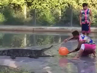.gif