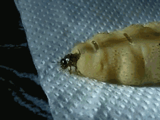 rv923rt0.gif