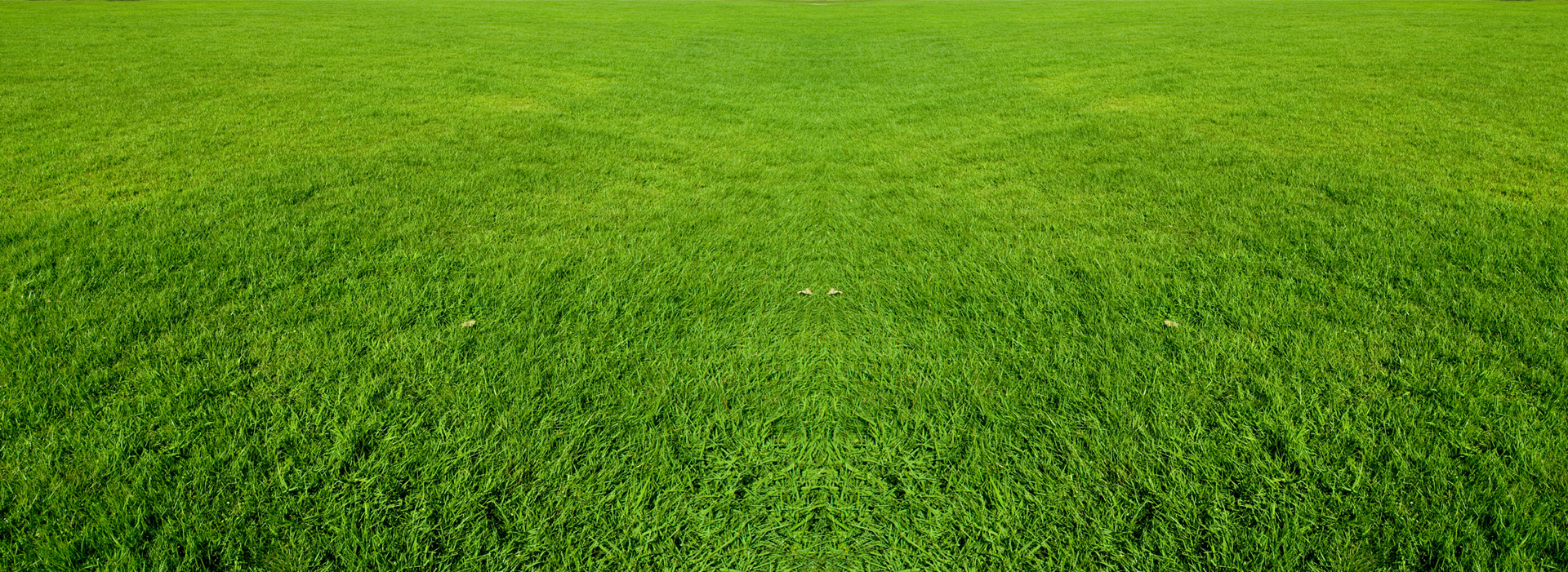 Трава газон текстура
