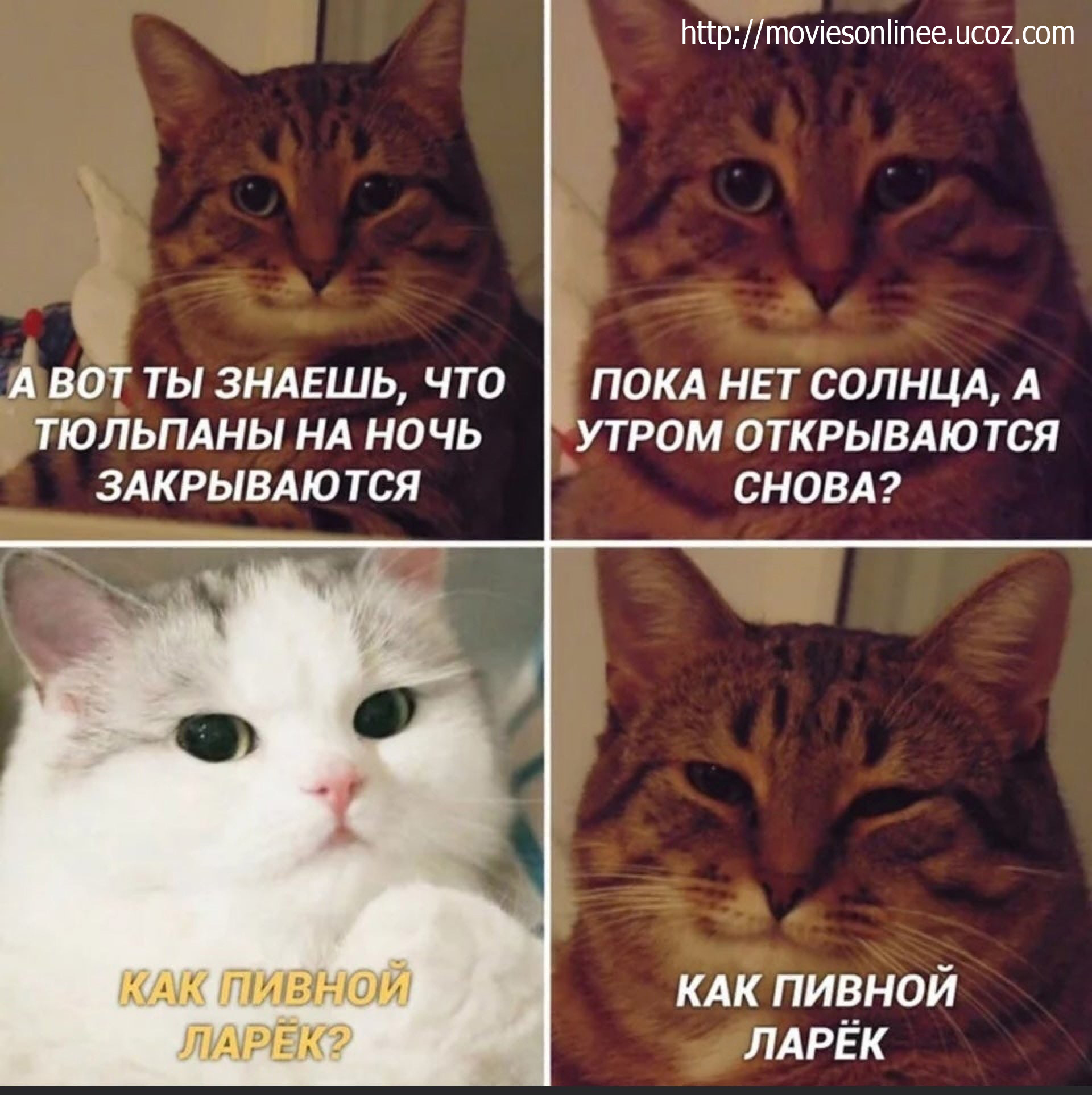 http://s02.yapfiles.ru/files/2311386/mHTORrNJFcE.jpg