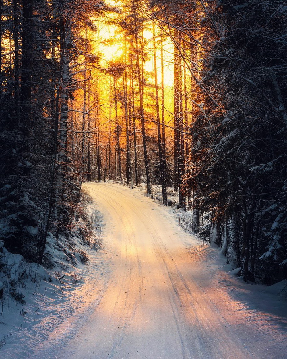 Солнечный лес зимой
