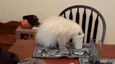 1381721513_1935694474.gif