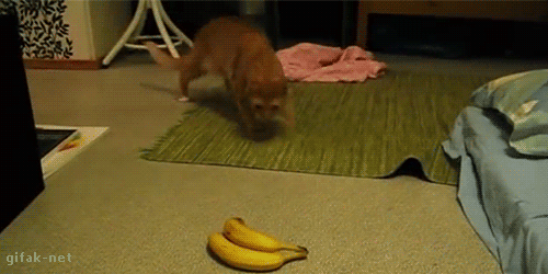 1409651622_216832140.gif