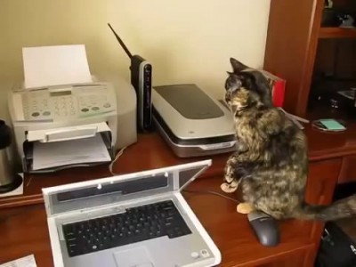 Кошку подмыкает из-за принтера!