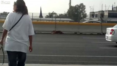 Woman Rescues Wounded Dog on Mexican Highway