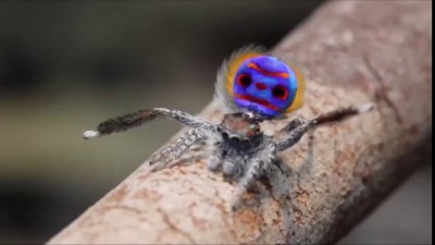 Танец паука