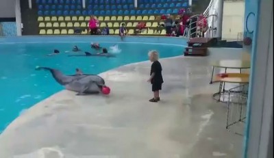 Dolphin playing with kid!