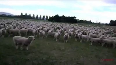 Даже овцы уже сами собираются в стадо и устраивают митинги протеста