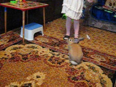 Игры кролика