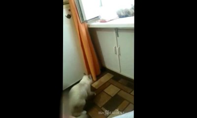 Who is there? / Да кто же там сидит?