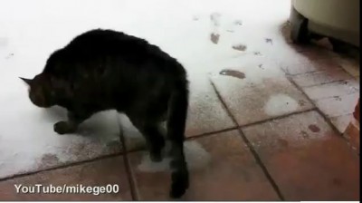 AMAZING; Excitable cat sees snow for the first time