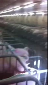 Видео прикол со свиньями "позакрывалы пыздаки"
