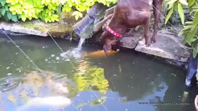 Удивительная дружба собаки и рыбы | Dog & Fish good friends