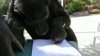 Шимпанзе и ручка