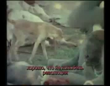 Magia nuda. Африканцы-затейники. +18