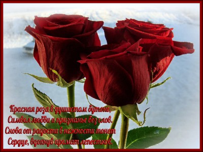 Красная роза символ любви