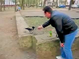 Drunk Crow !!! Пьяная ворона