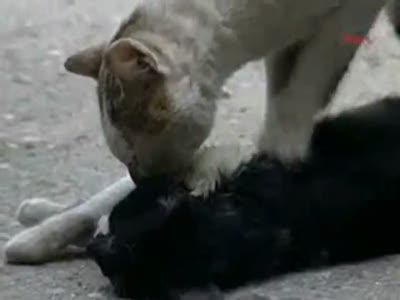 Кот пытатся оживить свою подругу кошку