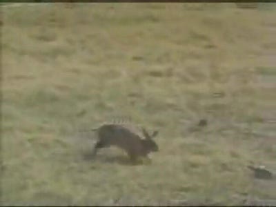 Rabbit chasing a big snake must see....