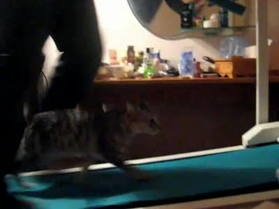 cat on a toe cam