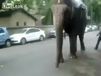 Подрезал слона