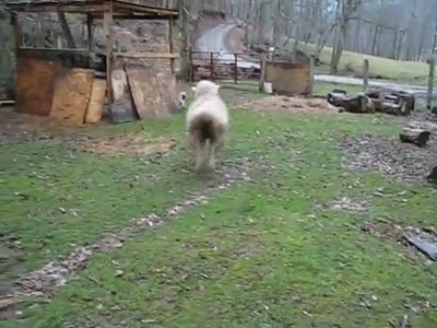 Собака с овцой бегают наперегонки