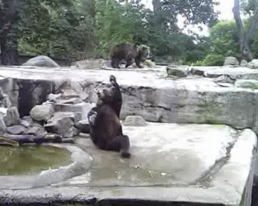 Медведи на велосепеди и принимают ванну