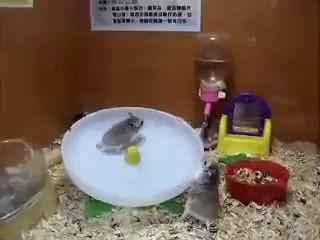 2 Hamsters 1 Wheel