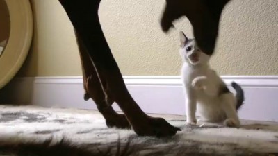 Tiny Kitten Takes On Big Doberman