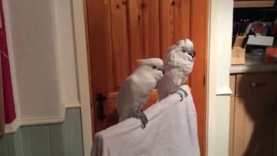Cockatoo loves elvis.