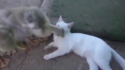 Кот и надоедливый гусь