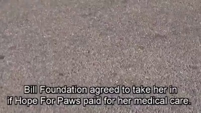 Девушка спасла собаку от гибели