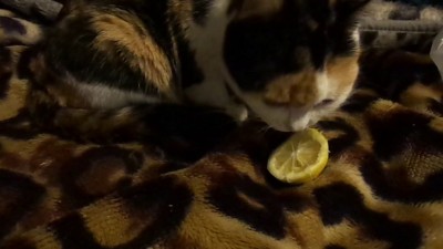 Кошка ест лимон