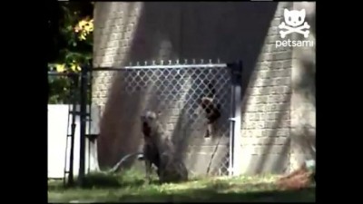 Cute puppy escapes jail with help from friend