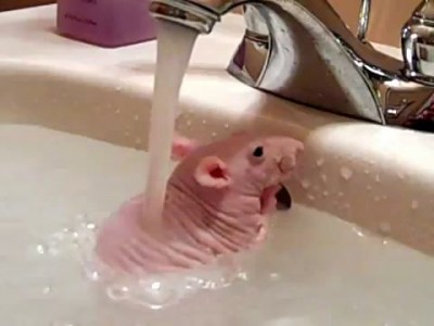 Лысая крыса принимает душ