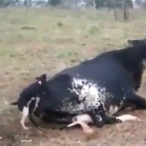 Cool Cow When The Dog Fuck It