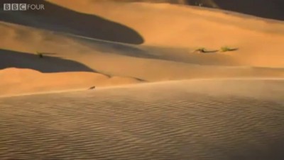 Пустынный хамелеон