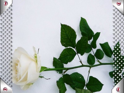 В. Королев И. Круг - Букет из белых роз