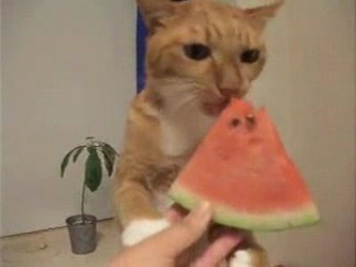 Кот ест арбуз.