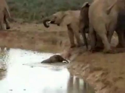 Спасение слоненка
