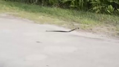 Змея совершила самоубийство!