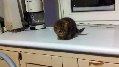 забавный котенок - funny cat
