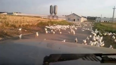 Русский мир пришел на Донбасс и освободил кур. заброшенная птицефабрика / Abandoned poultry plant