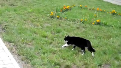 [019] Cat vs dog standoff