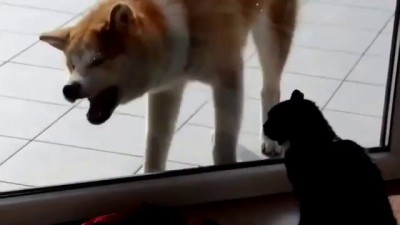 Кот и пес борьба через стекло