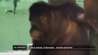 Курящего орангутана отправили на лечение