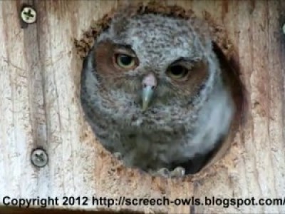 Baby Owl Eye Pops Out