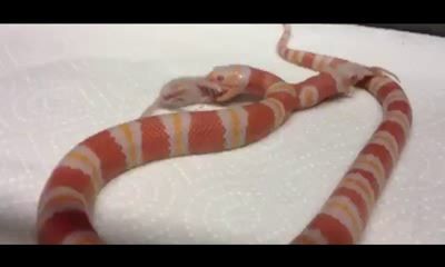 Двухголовая змея-альбинос обедает ...