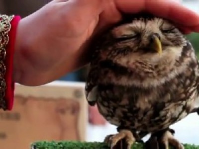 Cute Owls  HD 2D niedliche Eule