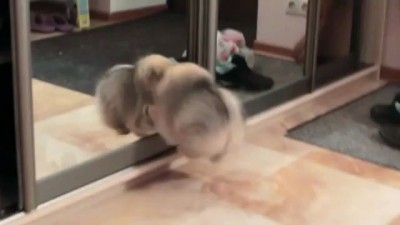 Маленький щенок с разбега врезался в зеркало